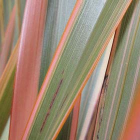 Phormium Rainbow Queen